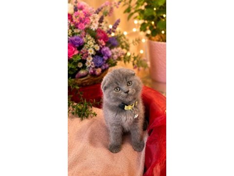 Ay british shorthair top kafa yavrular