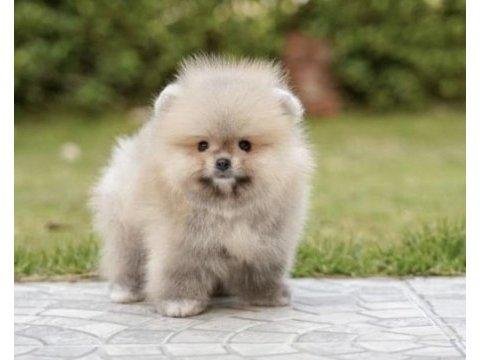 Mükemmel ayı surat boo pomeranian