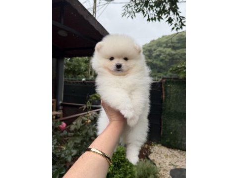 Ayı surat pomeranian boo