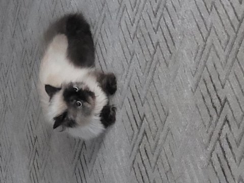 Ðişi iran persian kedimiz