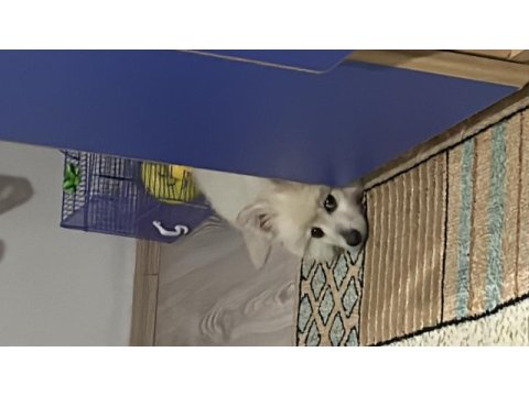 Yavru pomeranian boo 3 aylık
