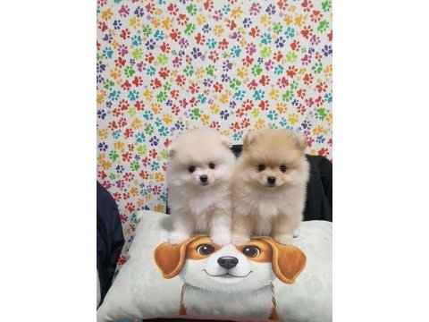 Pomeranian bebekleri