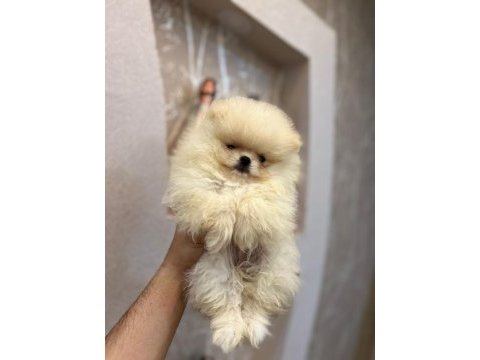 Pomeranian yavrularımız teslime hazır