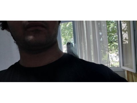 Full evcil ısırmayan genç muhabbet kuşu