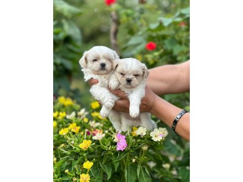 Korea teacup maltese sağlık garantili bebeklerimiz