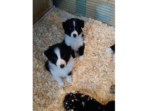 Border collie yavruları