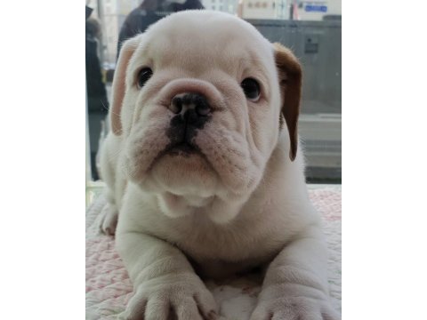 İngiliz bulldog yavruları