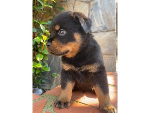 A şecere rottweiler yavruları