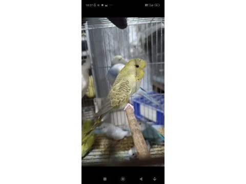 Cins damızlık muhabbet kuşu