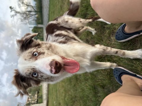 Blue merle border collie toby’e yeni yuvasını arıyorum
