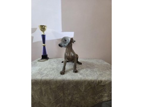 İtalyan tazısı ıtalian greyhound dişi ve erkek yavrular