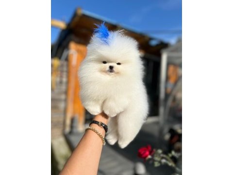 Bebek yüzlü kore poodle yavrumuz