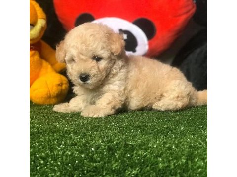Dünya tatlısı maltipoo yavruları