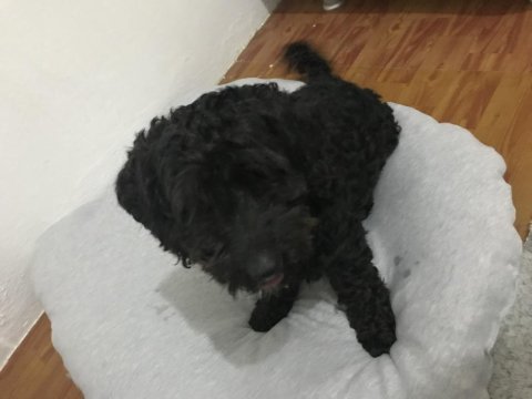 Maltipoo 2 yaşında