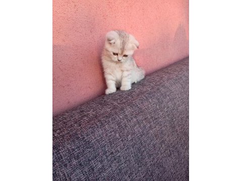 Uygun bayram şekerleri kediler