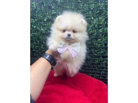 Sağlık ve ırk garantili pomeranian çocuklar