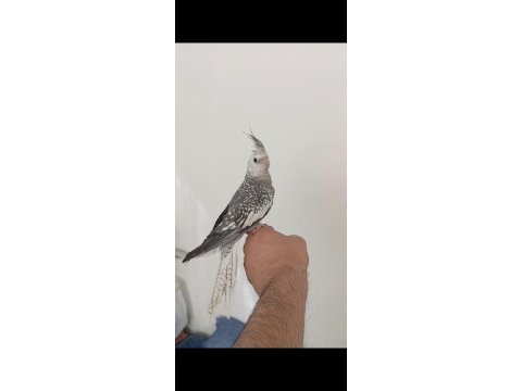 Yeni yeme düşen jumbo boy sultan papağanı yavrular
