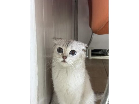Ücretsiz sahiplendirme scottish fold
