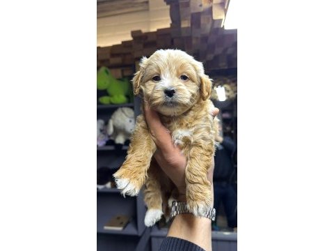 Maltipoo yavrular