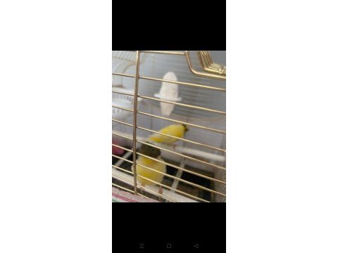 Takım eş kuşlar ciflesiyorlar evleneceğim için uygun