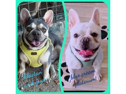 Aşıları yapıldı teslime hazır fransız bulldog yavrular