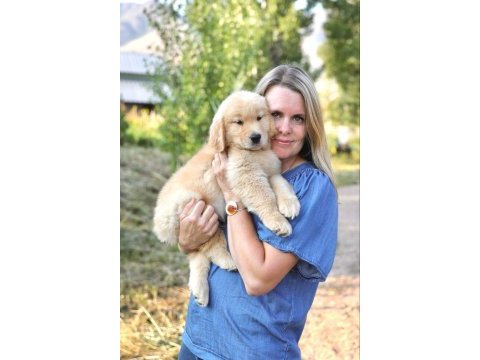 Golden retriever yavrular istenirse kapınıza teslim