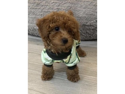 Toy poodle safkan köpekler