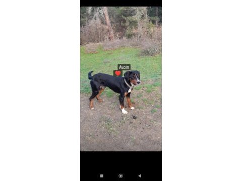 Safkan av köpeği 10 aylık köpeğimiz