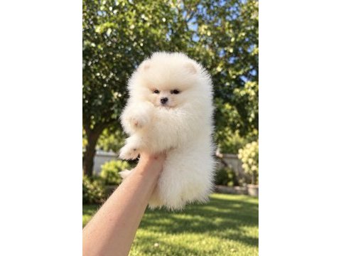 Üst düzey kusursuz karbeyaz pomeranian kızımız
