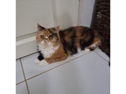 Kendi yavrularımız exotic shorthair
