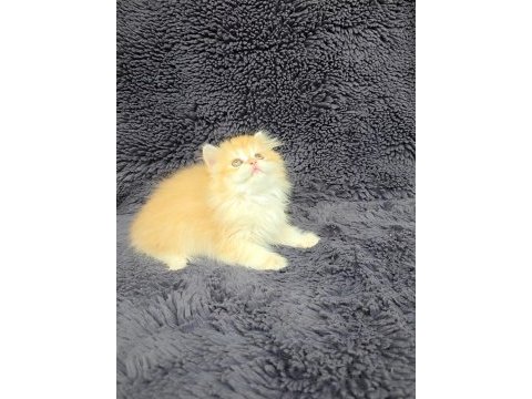 Güzel british longhair kızım yeni evini arıyor