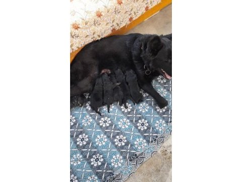 Alman köpeği yavruları