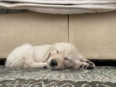 3 aylık golden retriever saf kan