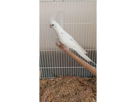 3 aylık heavy ve clear siyah göz sultan papağanı