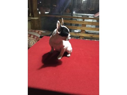 French bulldog