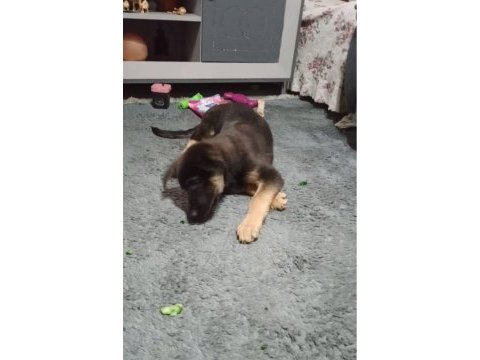 Köpeğimizin adı linda