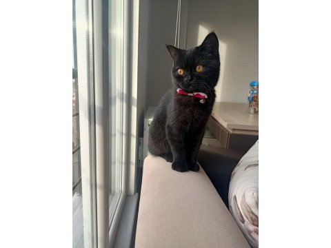 Siyah british shorthair