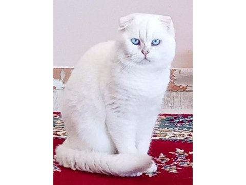 Scottish fold erkekler