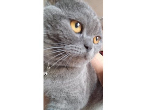 British shorthair mars yuva arıyor
