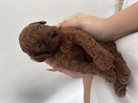 Dark brown poodle yavrumuz