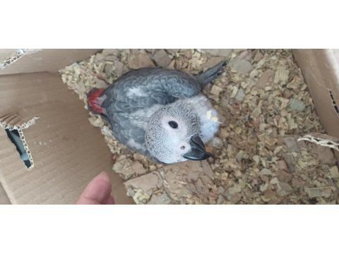 Bebek jako papağanı