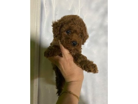 Evde bakılan sağlık ve ırk garantili poodle bebek
