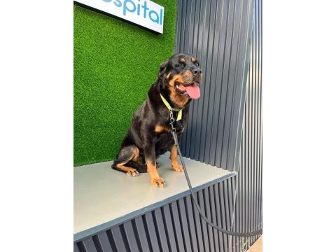 Rottweiler antalya yuva ilan