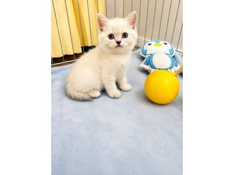 Saf ırk british shorthair izmir