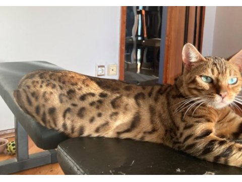 3 yaşında safkan gold dişi bengal kedisi