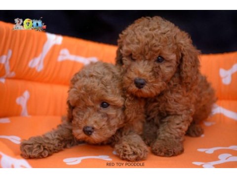 Orjinal toy poodle