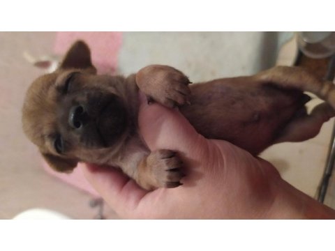 Şvava köpeği yavru