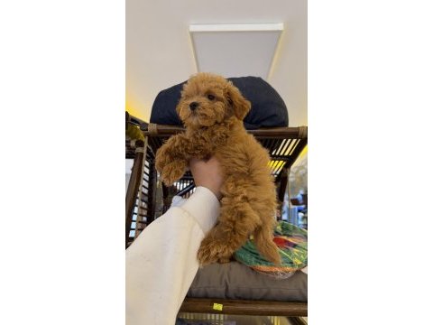 Pet eğitimli üst düzey kore maltipoo