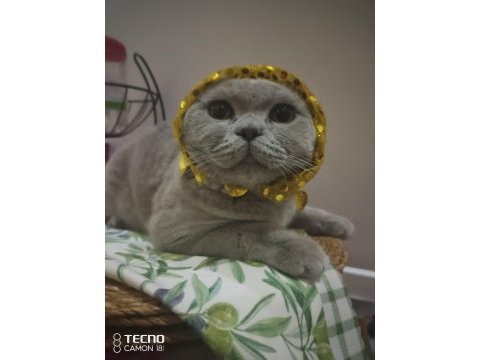 Acil sahiplendirme british shorthair