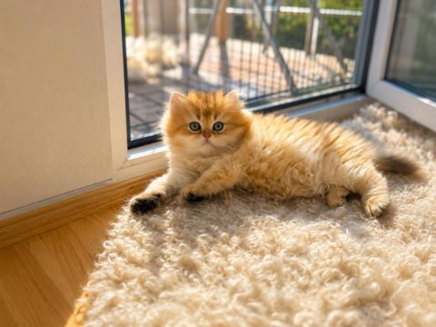 Zarafetin adı golden british longhair